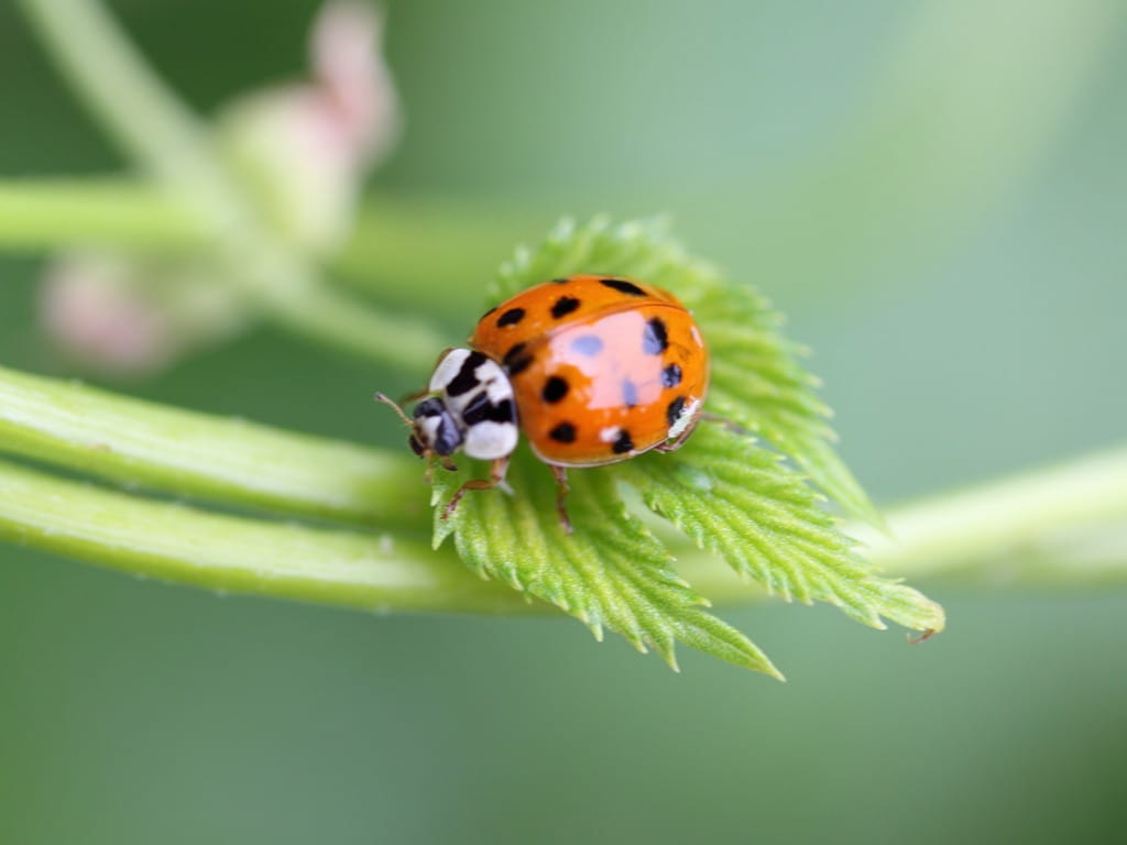 Asian Beetle Treatment