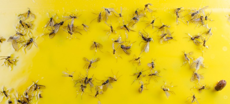 Gnat Treatment