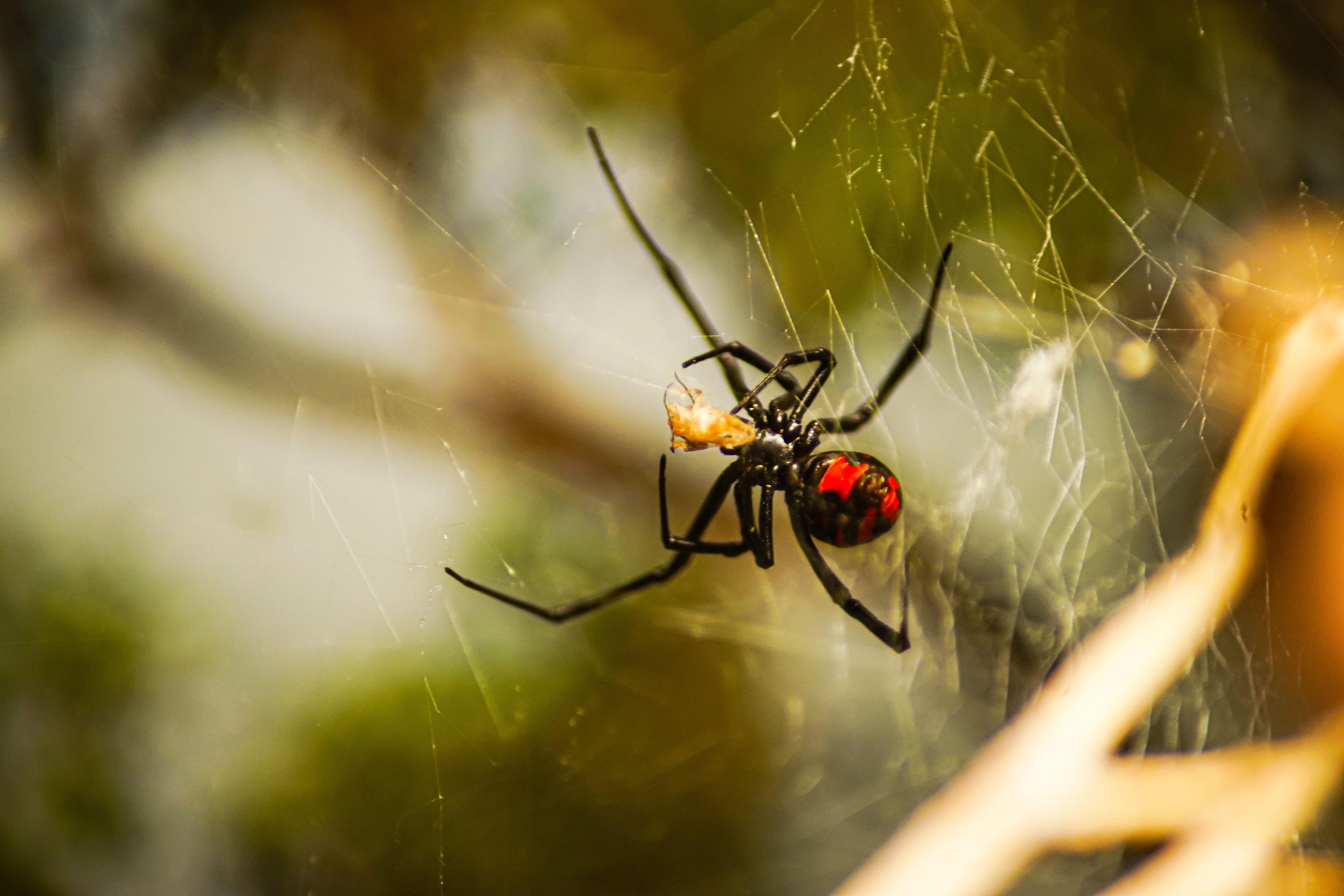 Spiders Treatment