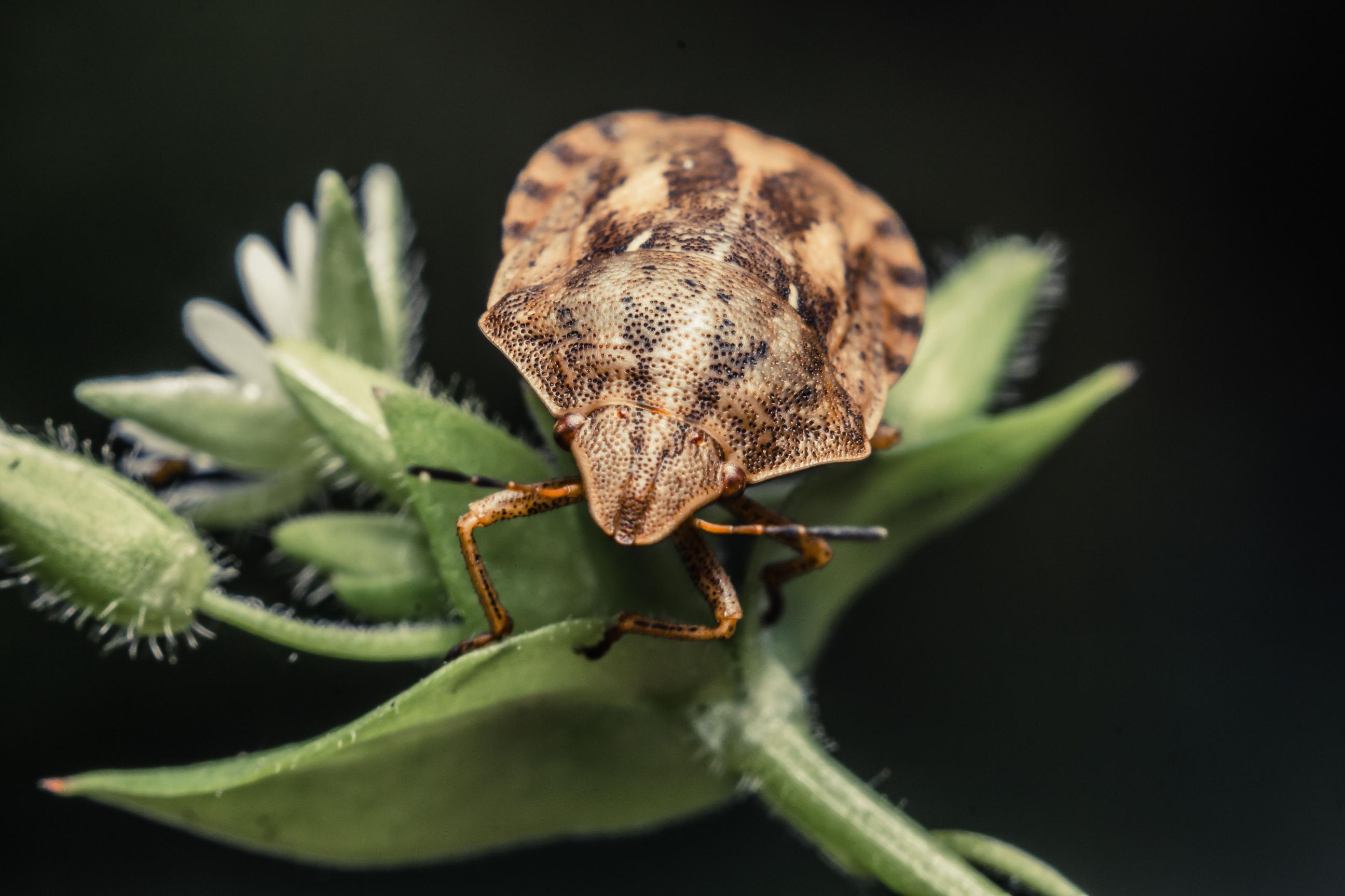 Stink Bug Treatment